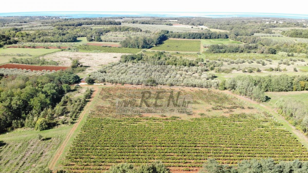 Redovit istrski vinograd – 14.400 m² pri Brtonigli 9
