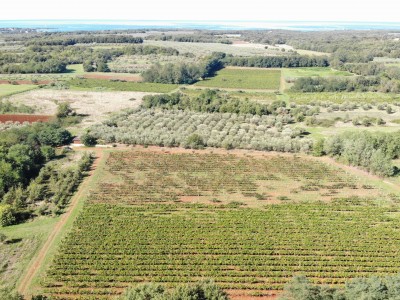Redovit istrski vinograd – 14.400 m² pri Brtonigli 9