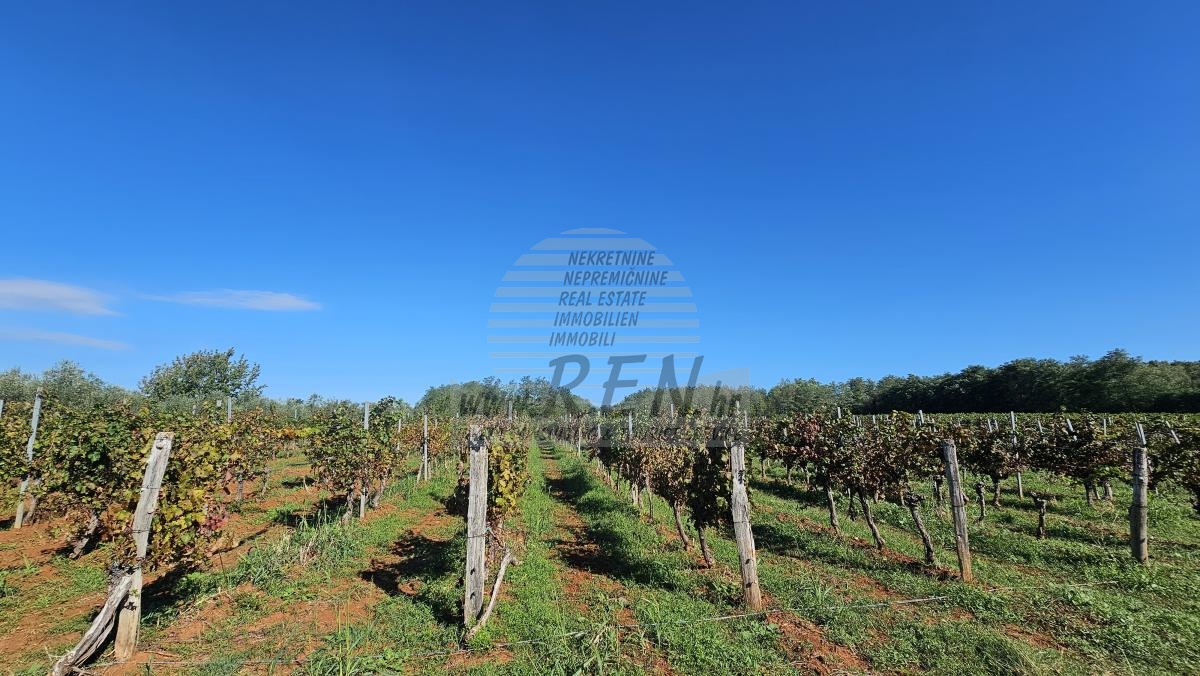 Redovit istrski vinograd – 14.400 m² pri Brtonigli 3