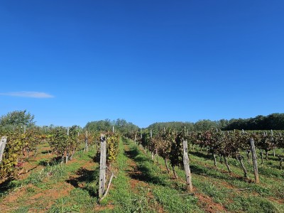 Redovit istrski vinograd – 14.400 m² pri Brtonigli 3
