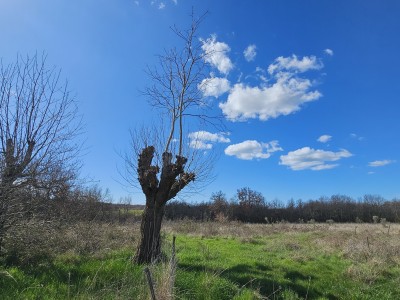 Grundstück in der Nähe von Umag, umgeben von Wald und Natur 2