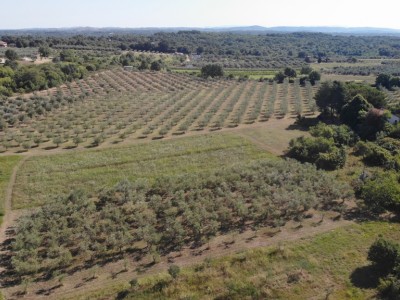 Olive grove close by Novigrad 3