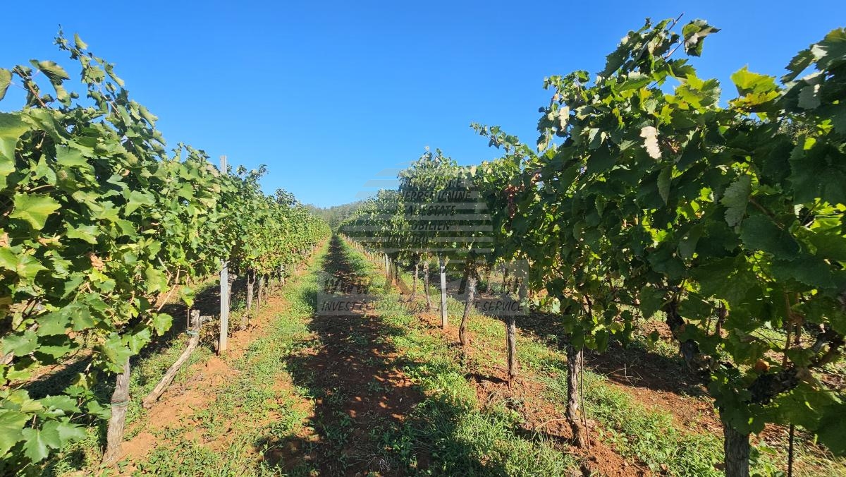 Redovit istrski vinograd – 14.400 m² pri Brtonigli 5