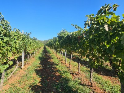 Redovit istrski vinograd – 14.400 m² pri Brtonigli 5