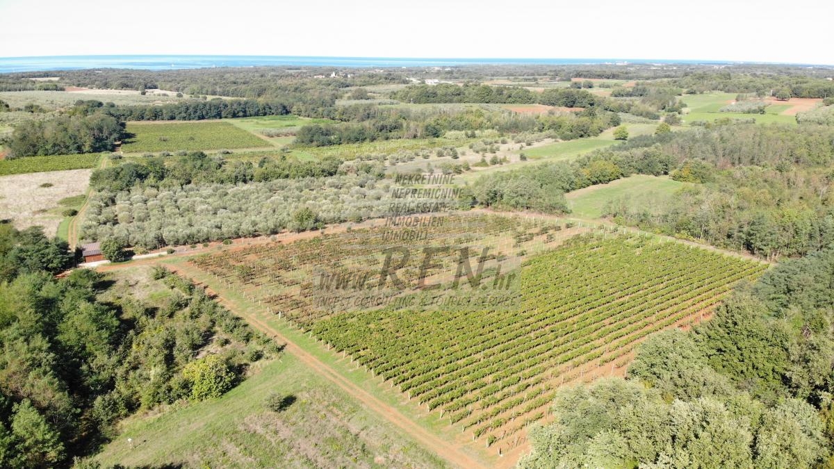 Redovit istrski vinograd – 14.400 m² pri Brtonigli 1