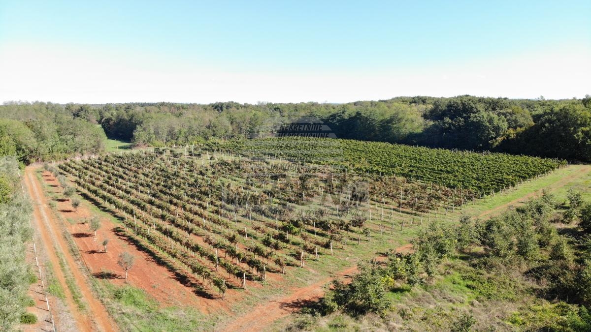 Redovit istrski vinograd – 14.400 m² pri Brtonigli 12