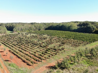 Redovit istrski vinograd – 14.400 m² pri Brtonigli 12