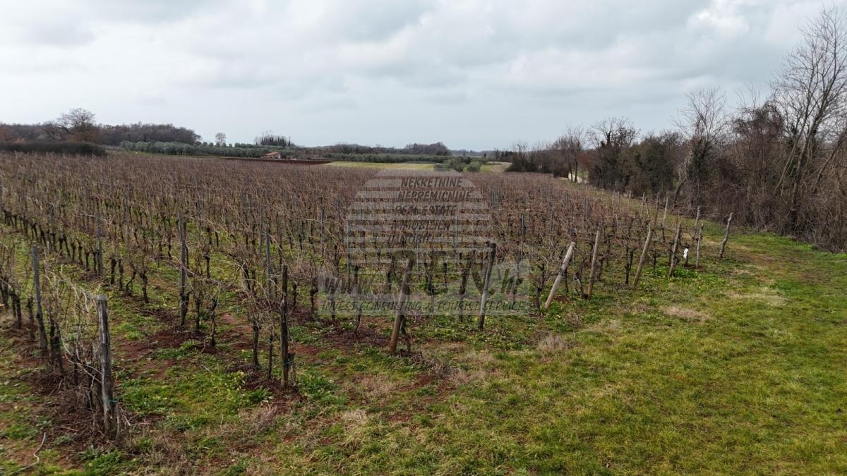 Istarski vinograd s karakterom – 16.860 m² vrhunske zemlje kod Brtonigle 12