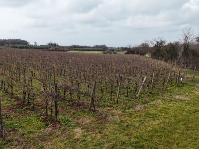 Istarski vinograd s karakterom – 16.860 m² vrhunske zemlje kod Brtonigle 12