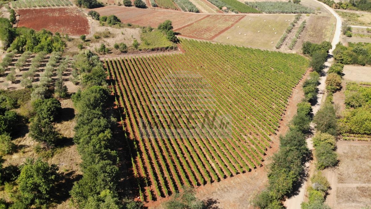 Istarski vinograd s karakterom – 16.860 m² vrhunske zemlje kod Brtonigle 3