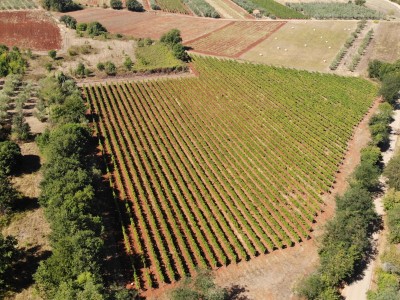 Istarski vinograd s karakterom – 16.860 m² vrhunske zemlje kod Brtonigle 3