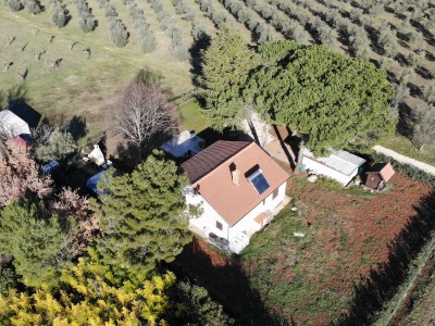Hiša obdana z oljkami v bližini Novigrada 5