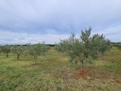 Landwirtschaftliche Flächen in Novigrad 5