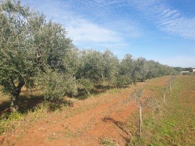 Landwirtschaftliche Flächen in Novigrad 7