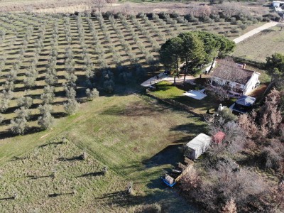 Haus umgeben von Olivenbäumen in der Nähe von Novigrad 6