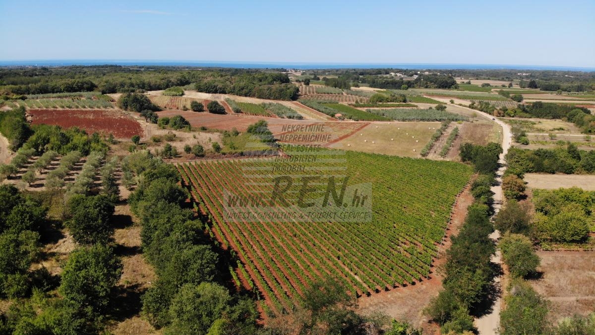 Istarski vinograd s karakterom – 16.860 m² vrhunske zemlje kod Brtonigle 1