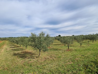 Kmetijsko zemljišče v okolici Novigrada