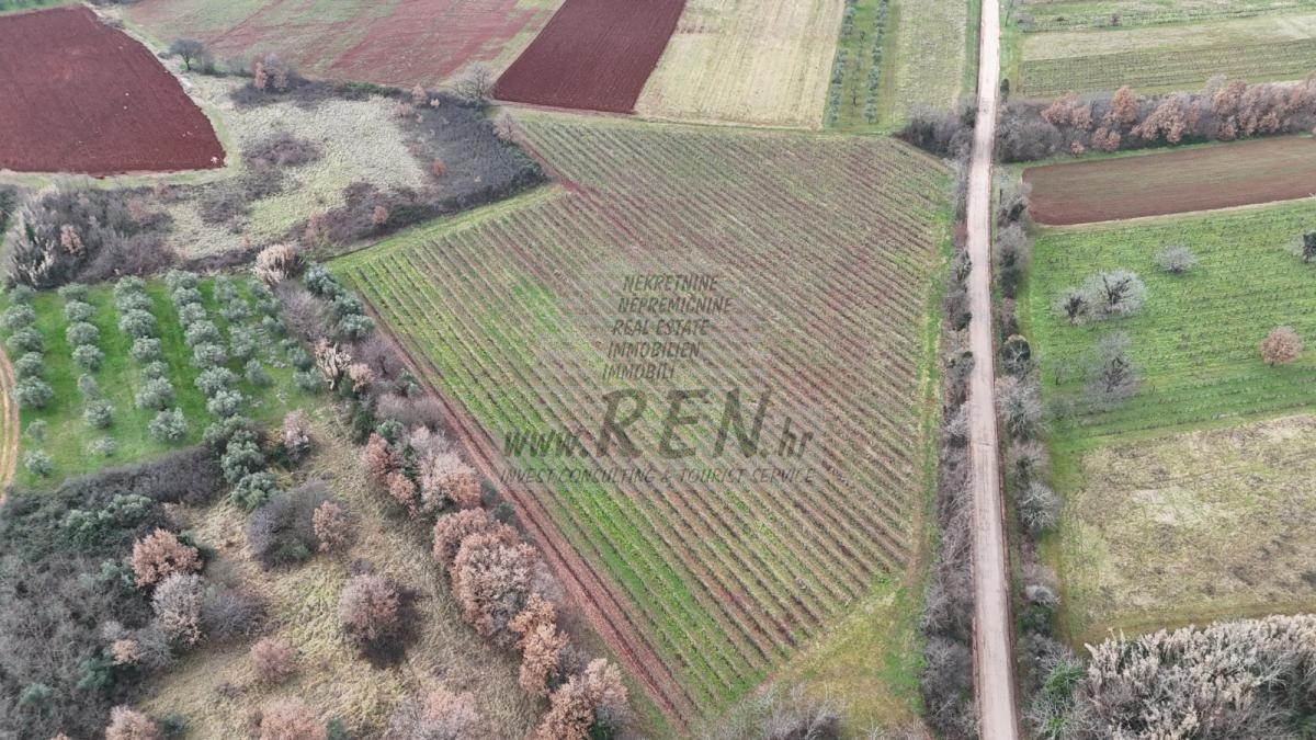 Istarski vinograd s karakterom – 16.860 m² vrhunske zemlje kod Brtonigle 8