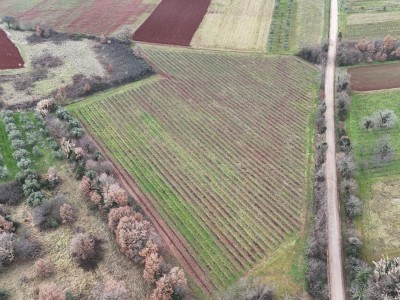 Istarski vinograd s karakterom – 16.860 m² vrhunske zemlje kod Brtonigle 8