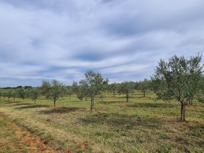 Kmetijsko zemljišče v okolici Novigrada 2