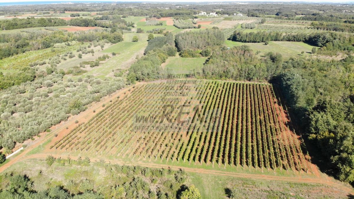 Redovit istrski vinograd – 14.400 m² pri Brtonigli 7