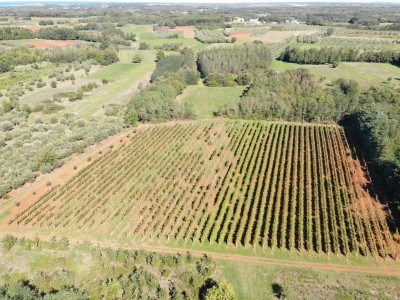 Redovit istrski vinograd – 14.400 m² pri Brtonigli 7